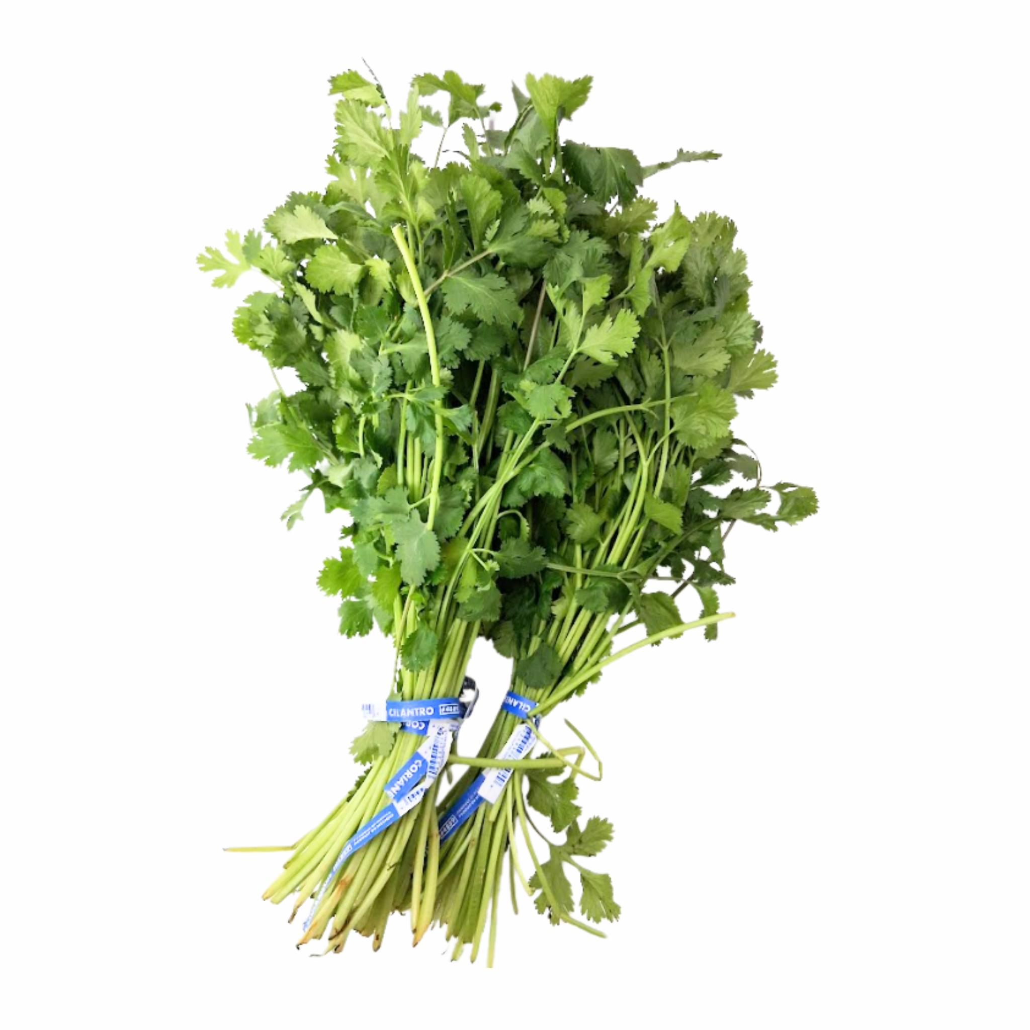 CILANTRO - EACH