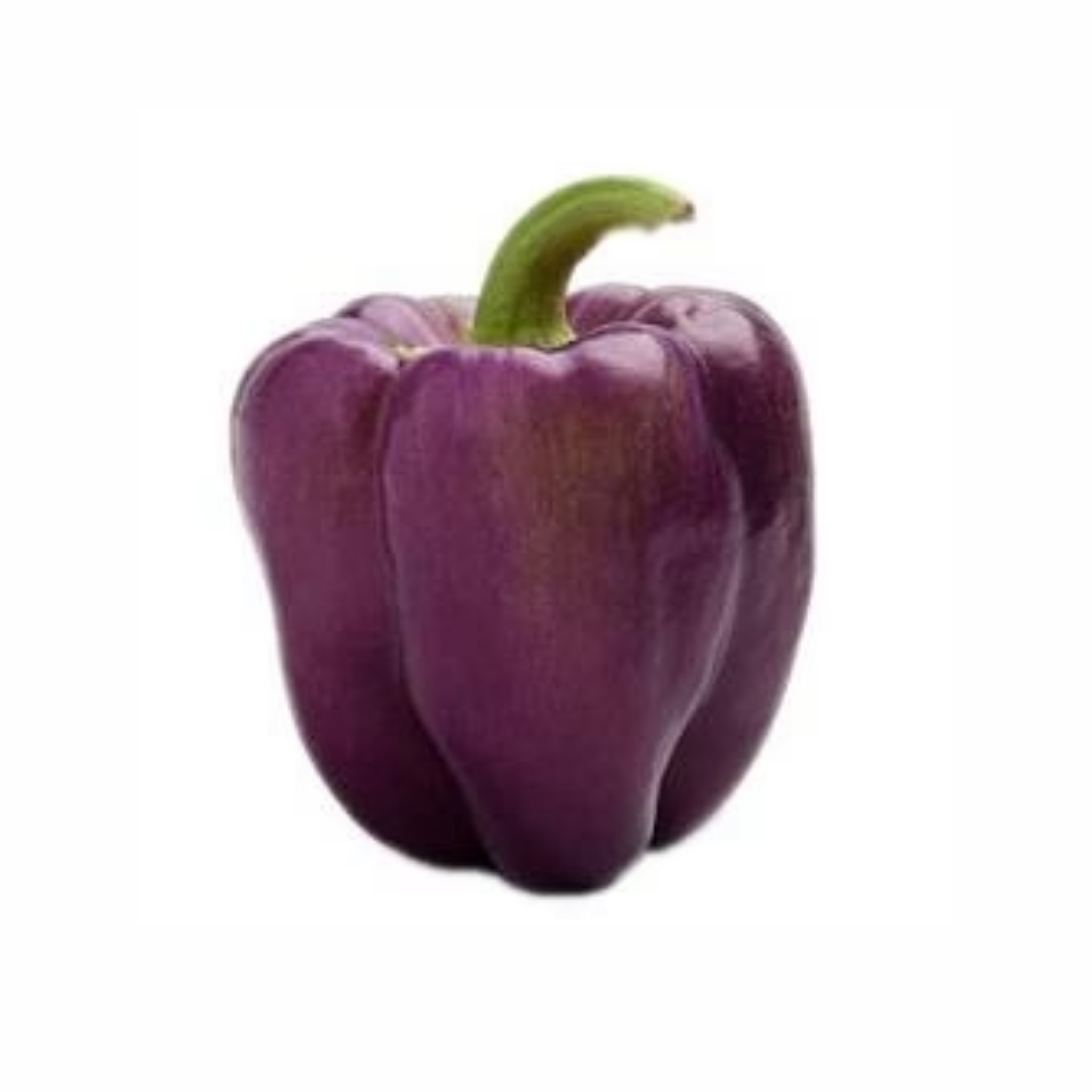PURPLE PEPPER